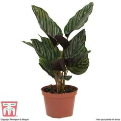 Calathea 'Sanderiana' -Vedicayur Store CALA TKA2871 D