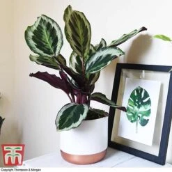 Calathea Roseopicta 'Medallion' 17 Calathea Roseopicta 'Medallion' -Vedicayur Store CALA TKA2873 A1