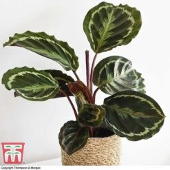 Calathea Roseopicta 'Medallion' 16 Calathea Roseopicta 'Medallion' -Vedicayur Store CALA TKA2873 F