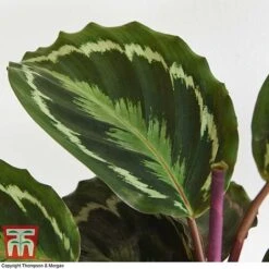 Calathea Roseopicta 'Medallion' 23 Calathea Roseopicta 'Medallion' -Vedicayur Store CALA TKA2873 H