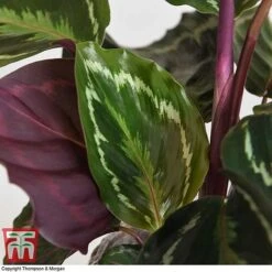 Calathea Roseopicta 'Medallion' 24 Calathea Roseopicta 'Medallion' -Vedicayur Store CALA TKA2873 I