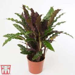 Calathea Rufibarba 17 Calathea Rufibarba -Vedicayur Store CALA TKA2874 A