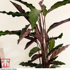 Calathea Rufibarba 23 Calathea Rufibarba -Vedicayur Store CALA TKA2874 C