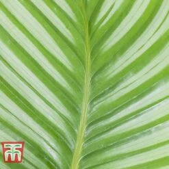 Calathea Orbifolia -Vedicayur Store CALA TKA2876 B