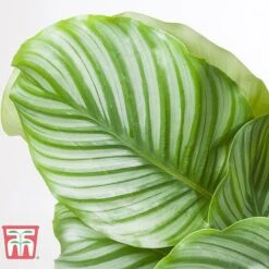 Calathea Orbifolia -Vedicayur Store CALA TKA2876 C