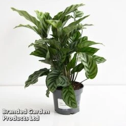 Calatheas Concinna 'Freddie' -Vedicayur Store CALA FREDD12CM T44569