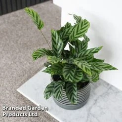 Calatheas Concinna 'Freddie' -Vedicayur Store CALA FREDDY T44570
