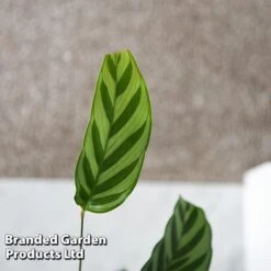 Calatheas Concinna 'Freddie' -Vedicayur Store CALA FREDDY T44572