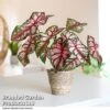 Caladium Heart To Heart® 'Bottle Rocket'