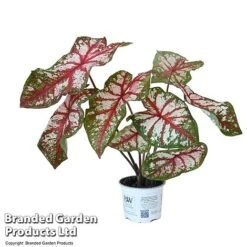 Caladium Heart To Heart® 'Bottle Rocket' -Vedicayur Store CALA H2HBOTTLE T43454