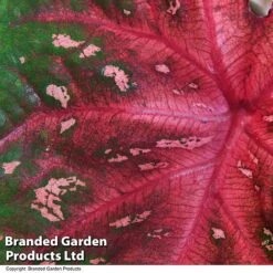 Caladium Heart To Heart® 'Fast Flash' -Vedicayur Store CALA H2HFASTFL T43458