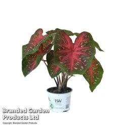 Caladium Heart To Heart® 'Fast Flash' -Vedicayur Store CALA H2HFASTFL T43460