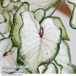 Caladium Heart To Heart® 'White Wonder' -Vedicayur Store CALA H2HWHITEW T43464