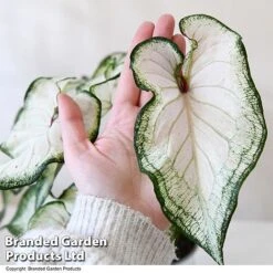 Caladium Heart To Heart® 'White Wonder' -Vedicayur Store CALA H2HWHITEW T43465