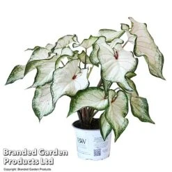 Caladium Heart To Heart® 'White Wonder' -Vedicayur Store CALA H2HWHITEW T43466