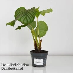Calathea Orbifolia -Vedicayur Store CALA ORBIF12CM T44198