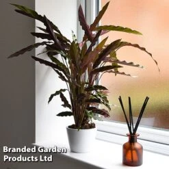 Calathea Rufibarba 21 Calathea Rufibarba -Vedicayur Store CALA RUFIBARBA T44196