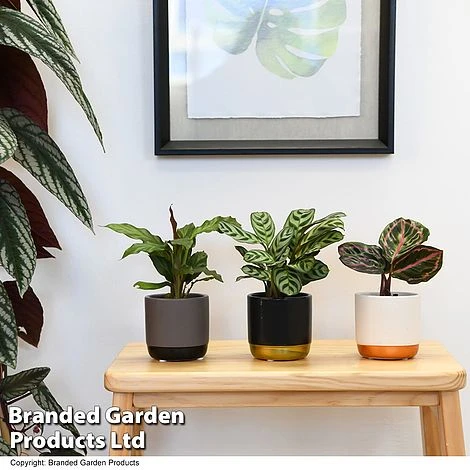 Calathea Makoyana Starter Mix 2 Calathea Makoyana Starter Mix - Image 2