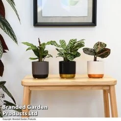 Calathea Makoyana Starter Mix 10 Calathea Makoyana Starter Mix -Vedicayur Store CALA STARTERMX T47657