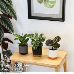 Calathea Makoyana Starter Mix 8 Calathea Makoyana Starter Mix -Vedicayur Store CALA STARTERMX T47658