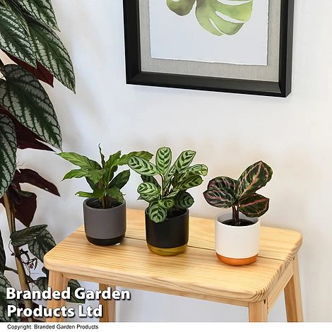 Calathea Makoyana Starter Mix 3 Calathea Makoyana Starter Mix - Image 3