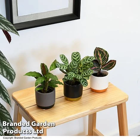 Calathea Makoyana Starter Mix 1 Calathea Makoyana Starter Mix