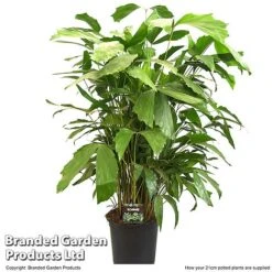 Caryota Mitis -Vedicayur Store CARY MITIS21CM T49698
