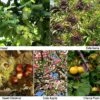 Edible Hedging Collection