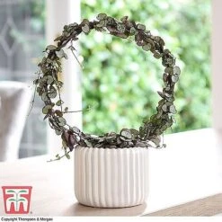 T&M's Choice House Plant Mix -Vedicayur Store CERO WKB7254 B2