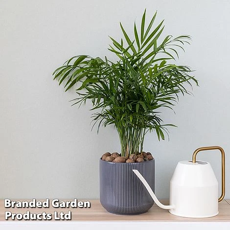 Chamaedorea Elegans 1 Chamaedorea Elegans