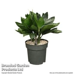 Chamaedorea Metallica In Hydro Pot -Vedicayur Store CHAM METAL27CM T506361