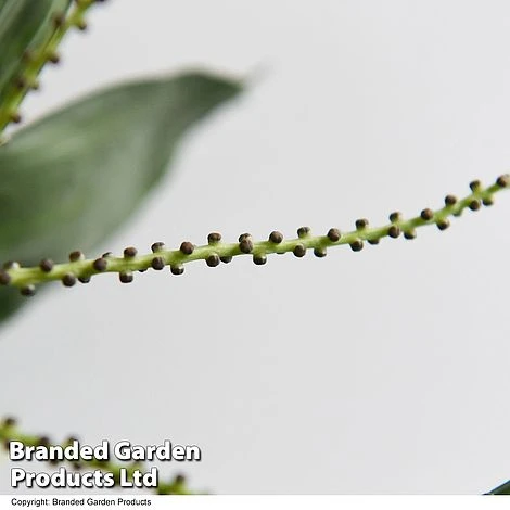 Chamaedorea Metallica 3 Chamaedorea Metallica - Image 3