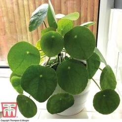 Chinese Money Plant 10 Chinese Money Plant -Vedicayur Store CHI KA8601 B