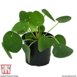 Chinese Money Plant 12 Chinese Money Plant -Vedicayur Store CHI KA8601 C