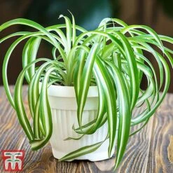 Chlorophytum Comosum 'Variegatum' -Vedicayur Store CHLO TKA2878 A