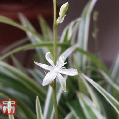 Chlorophytum Comosum 'Variegatum' -Vedicayur Store CHLO TKA2878 C