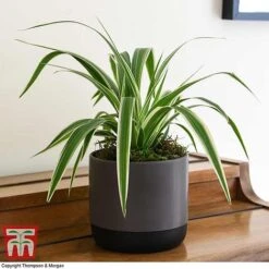 Chlorophytum Comosum 'Variegatum' -Vedicayur Store CHLO TKA2878 F