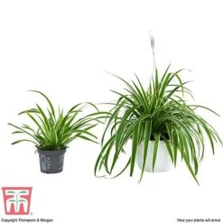 Chlorophytum Comosum 'Variegatum' -Vedicayur Store CHLO TKA2878 G