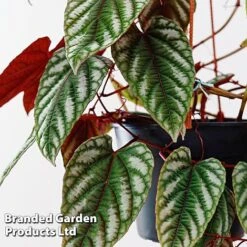 Cissus Discolor -Vedicayur Store CISS DISCO12CM WKF1189