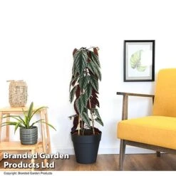 Cissus Discolor -Vedicayur Store CISS DISCOLOR T47736