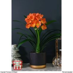 Clivia Miniata -Vedicayur Store CLIV WKB4547 C