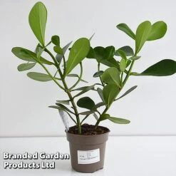 Clusia Rosea 'Princess' -Vedicayur Store CLUS PRINC12CM T44740