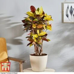 Codiaeum Variegatum Var. Pictum 'Mrs Iceton' -Vedicayur Store CODI 2880 A3