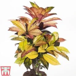 Codiaeum Variegatum Var. Pictum 'Mrs Iceton' -Vedicayur Store CODI TKA2880 A