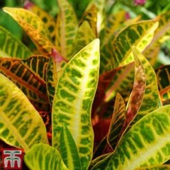 Codiaeum Variegatum Var. Pictum 'Mrs Iceton' -Vedicayur Store CODI TKA2880 C
