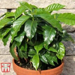 Coffea Arabica 11 Coffea Arabica -Vedicayur Store COFF KB1727 D