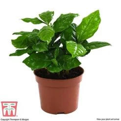 Coffea Arabica 10 Coffea Arabica -Vedicayur Store COFF KB1727 E