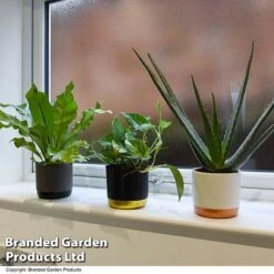 De-humidifying House Plant Collection -Vedicayur Store COLL DEHUMIDIF T46989