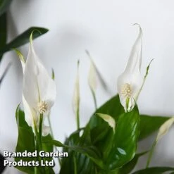 Almost Unkillable Houseplant Collection 12 Almost Unkillable Houseplant Collection -Vedicayur Store COLL UNKILLABL T43981