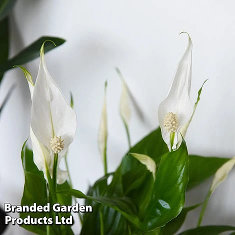 Almost Unkillable Houseplant Collection 6 Almost Unkillable Houseplant Collection - Image 6